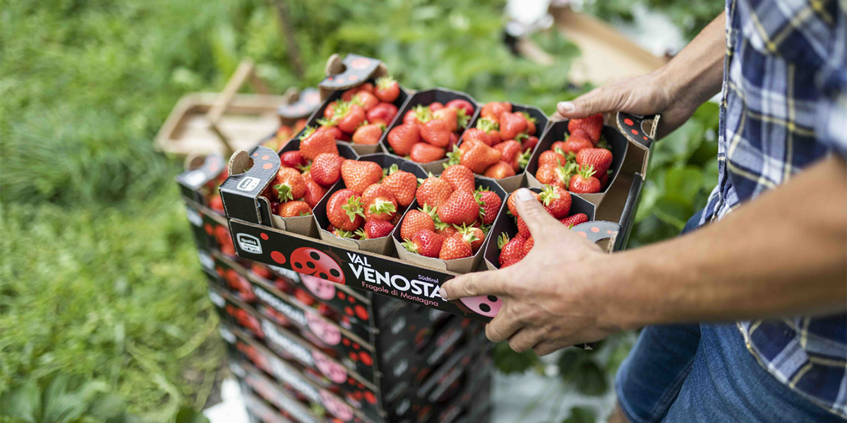 Val Venosta: al via la stagione delle fragole